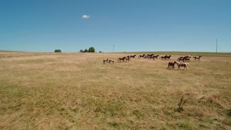 Pferd-Läuft-Auf-Wiese-Im-Hochsommer-Rutsche-Luftaufnahme-Rechts