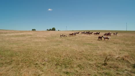 caballos corren en el prado en medio del verano deslizamiento aéreo a la derecha