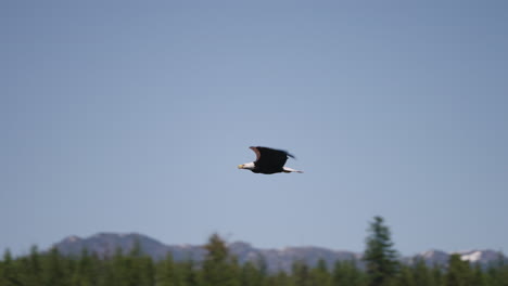 an eagle flying in british columbia canada over the ocean looking for fish