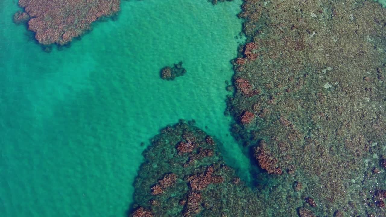 특징적인 산호가 있는 푼타 우바 해변, 코스타리카