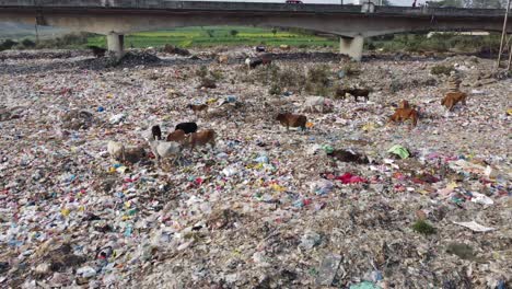 Hay-Mucho-Plástico-Tirado-En-El-Basurero-Y-Varios-Animales,-Vacas-Y-Otras-Aves-Están-Recolectando-Comida-De-él