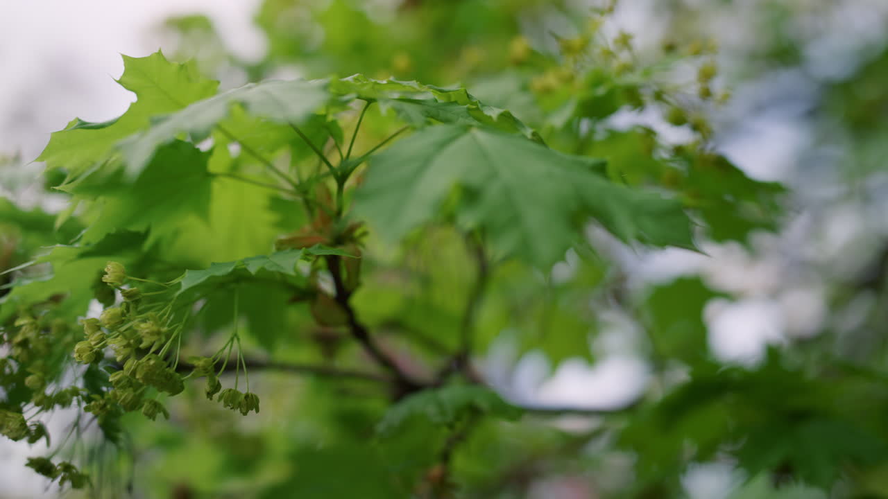 녹색 잎 클로즈업. 조용한 나무 보기 바람에 흔들리는 나무 잎. 봄 시즌