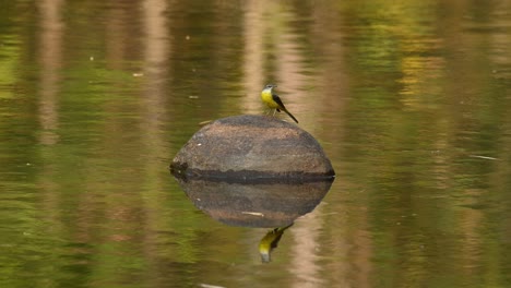 Grey-Wagtail,-Motacilla-cinerea,-4K-Footage,-Huai-Kha-Kaeng-Wildlife-Sanctuary,-Thailand