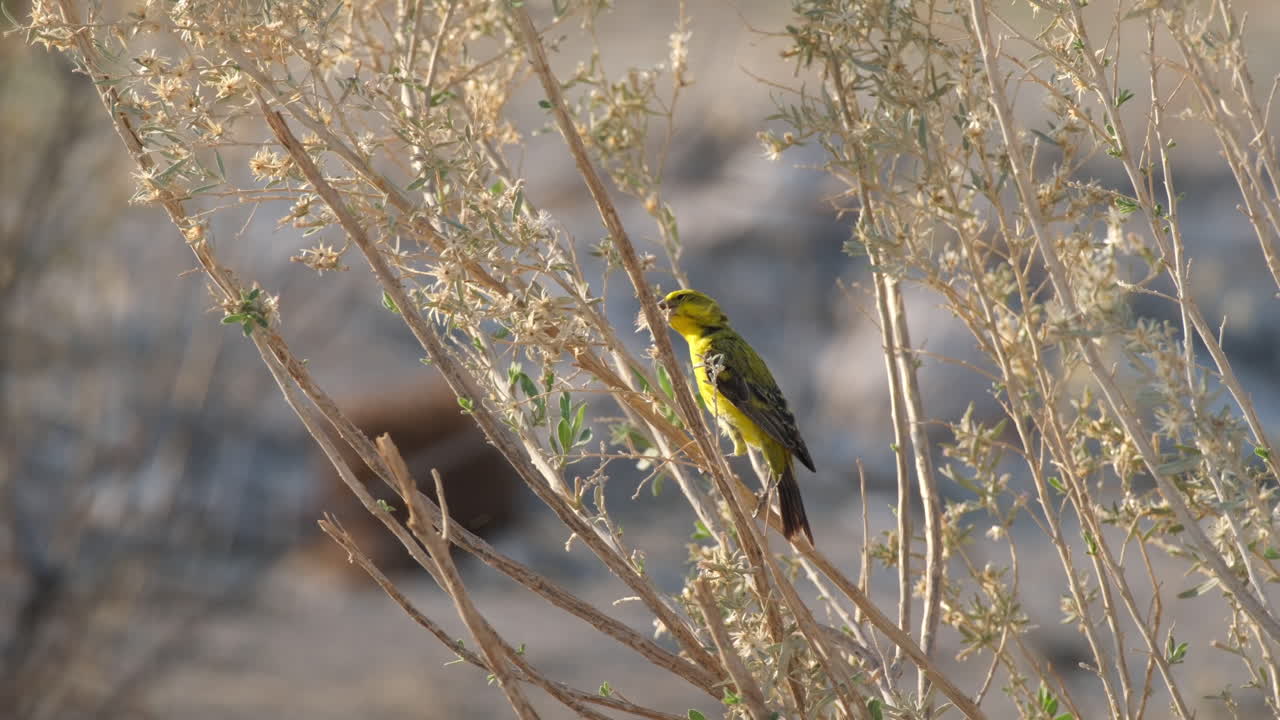 pájaro canario matón alimentándose de una planta