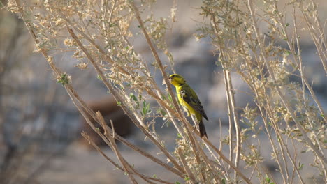 Bully-Pájaro-Canario-Alimentándose-De-Plantas