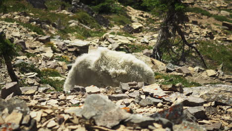 Grazing-Mountain-Goat-on-rocky-terrain,-windy-conditions