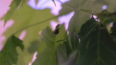 close up shot of ladybug walking across leaves in urban environment