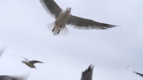 Zeitlupenaufnahmen-In-Bildern-Pro-Sekunde-Einer-Möwe,-Die-Brot-Fängt,-Während-Sie-In-Der-Luft-Fliegt