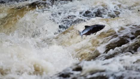 a salmon springs from the churning water, fighting its way up a steep, foaming waterfall as it glistens in the spray, showcasing its resilience on the journey upstream.