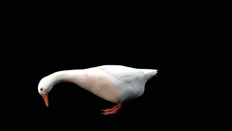 Eine-Weiße-Gans-Steht-Untätig-Und-Frisst-Auf-Schwarzem-Hintergrund,-3D-Animation,-Animierte-Tiere,-Nahtlose-Schleifenanimation