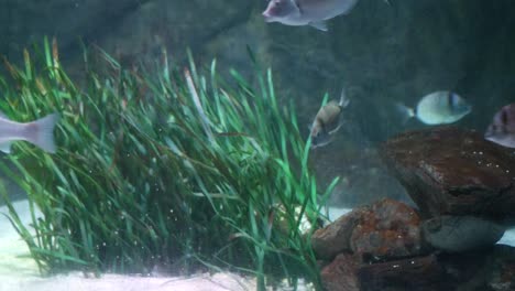 a group of fish swimming in an aquarium
