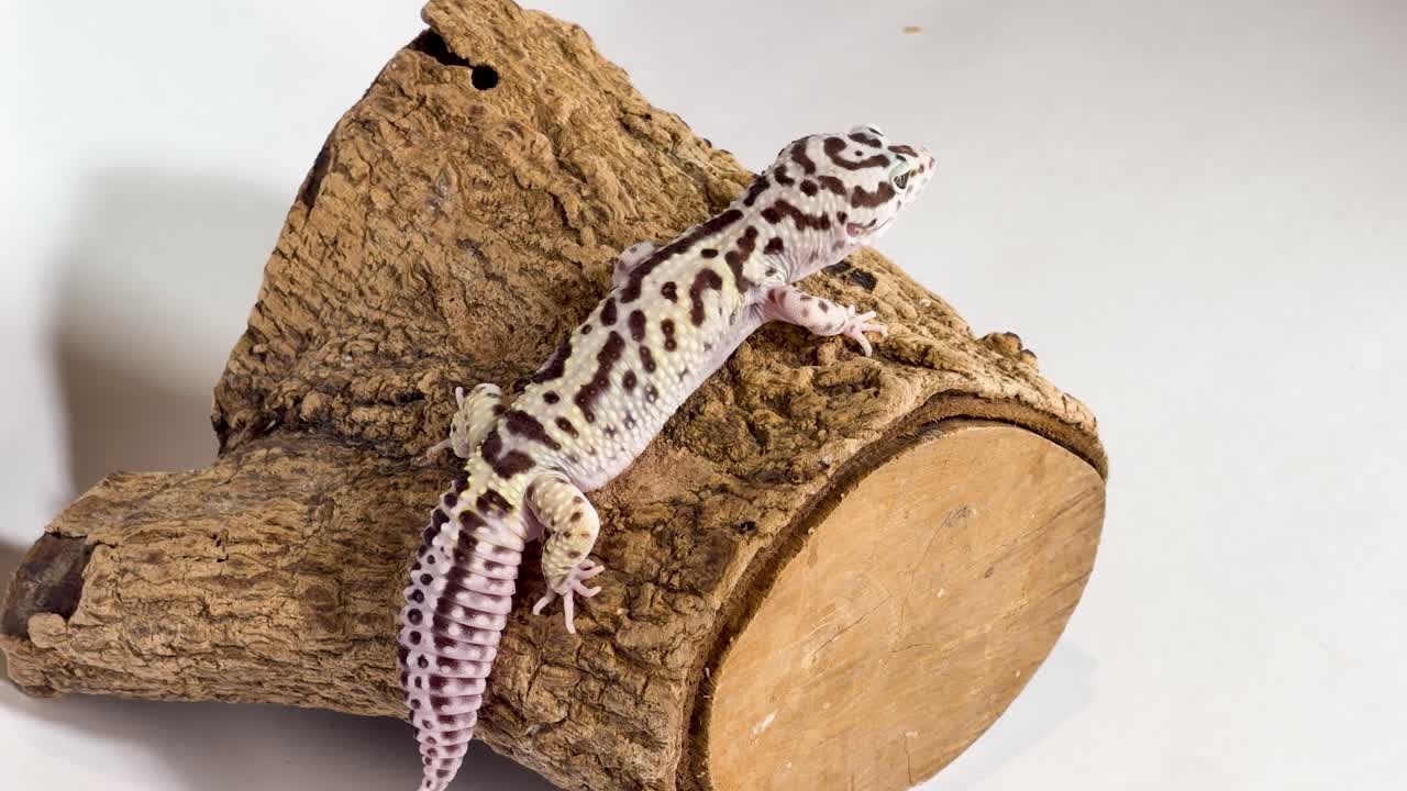 A leopard gecko sits motionless on a piece of wood against a white background