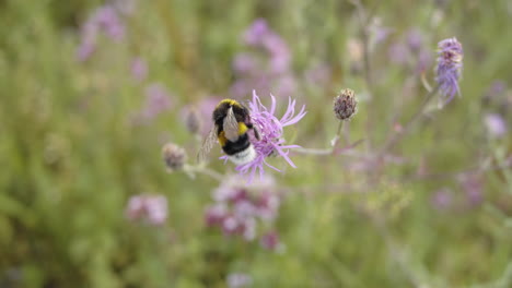 bumblebee sits on a pink flower with green meadow in the background