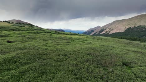 Drone-pullback-across-deep-shrub-bush-hillside-of-colorado-as-solo-moose-traverses-mountain