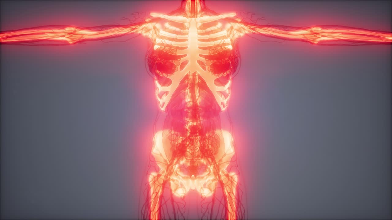 cuerpo humano transparente con huesos visibles