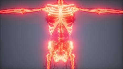 Transparent-Human-Body-with-Visible-Bones