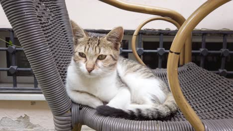 In-slow-motion,-a-beautiful-white-and-brown-cat-sits-gracefully-on-a-chair-in-Istanbul-Daytime,-looking-around-curiously