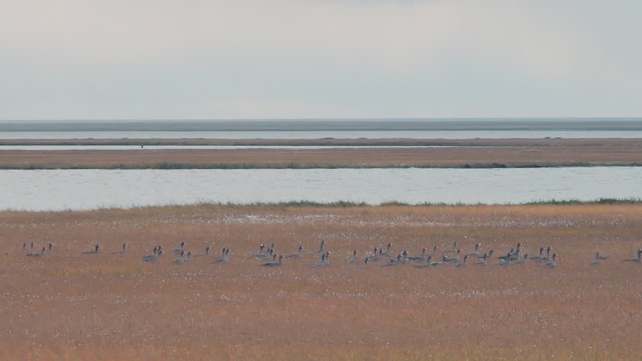 습지 위 를 날아다니는 거위 들