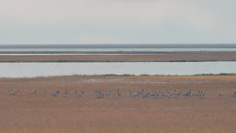 geese flying over marsh