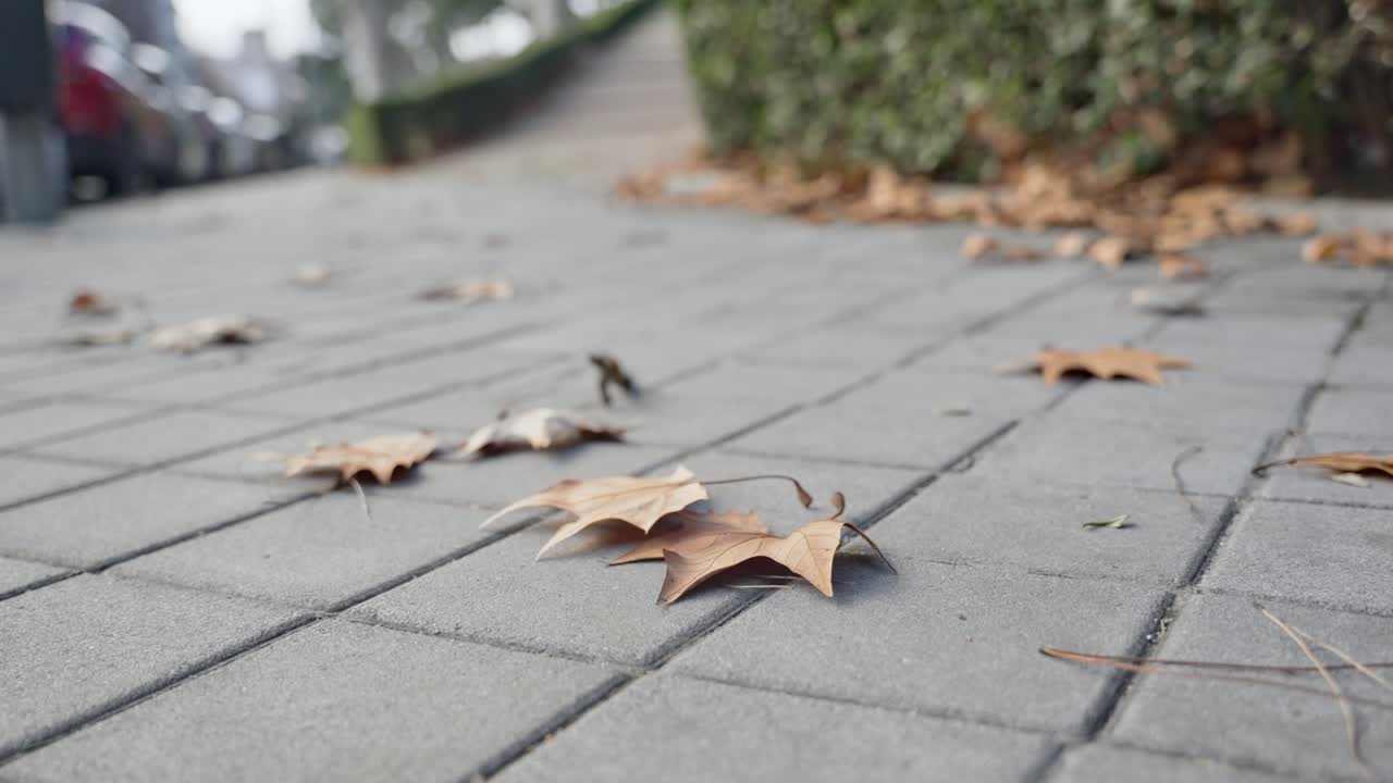 Close up on city sidewalk next to park with dry ivy leaves on ground on cold day. Winter or autumn season in town with dry brown fallen tree leaves blowing and moving in strong chilly winds