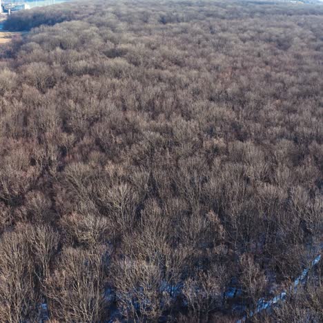 drone view of frozen forest at winter