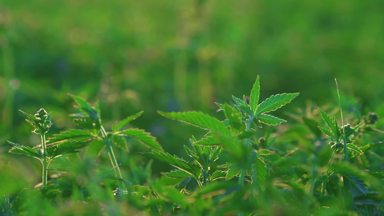 hojas de cáñamo industrial en crecimiento contra el fondo bokeh