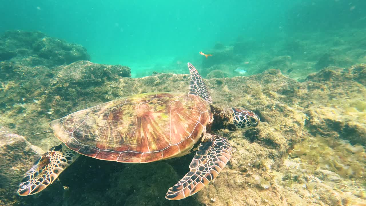 Closeup underwater footage of a turtle swimming off the coast of Moalboal in Cebu, Philippines