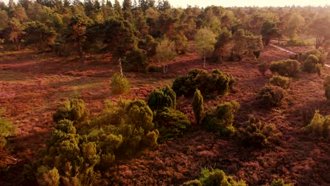 Vista-Aérea-De-Páramos-Con-Campos-De-Brezo-Púrpura-Seco-Con-Grupos-Solitarios-De-árboles-Al-Atardecer-De-La-Hora-Dorada