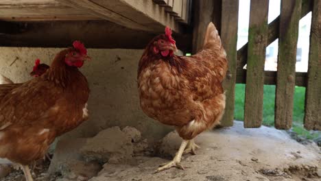 many red chickens on a summer day in the village