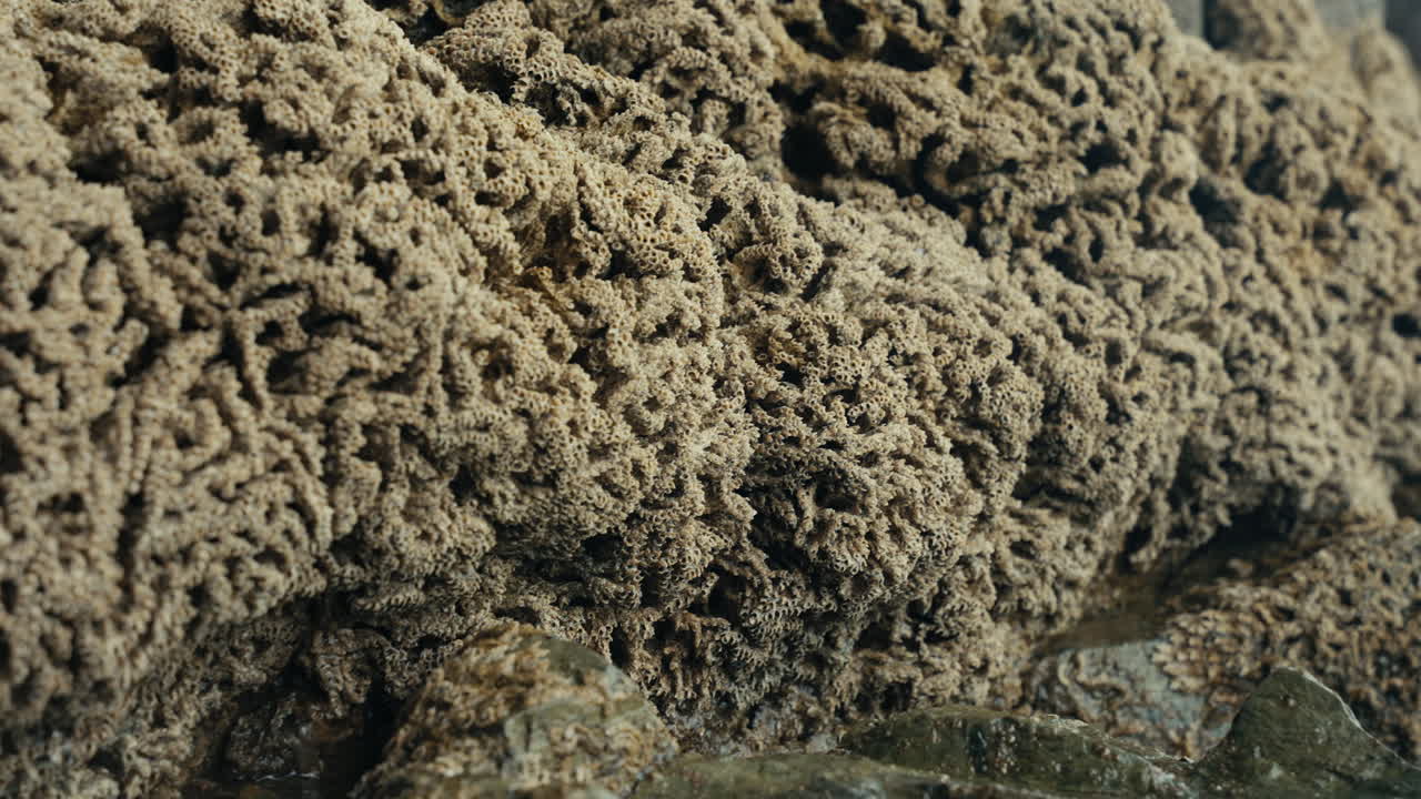 Close-up of textured rock and coral