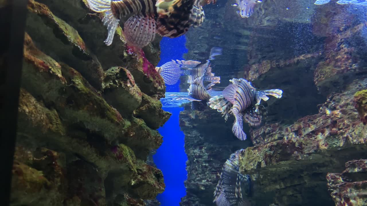 Lionfish swim between rocky formations in a clear water aquarium in Crete Greece