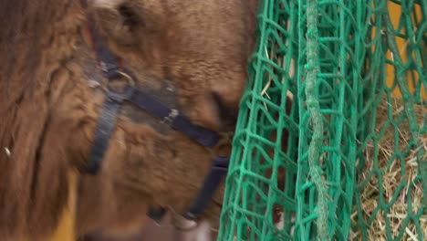 Farm-Bactrian-Camel-Foraging-Hay-from-Net-Feeder,-Head-Closeup