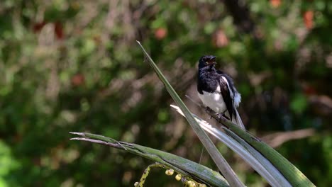 The-Oriental-magpie-robin-is-a-very-common-passerine-bird-in-Thailand-in-which-it-can-be-seen-anywhere