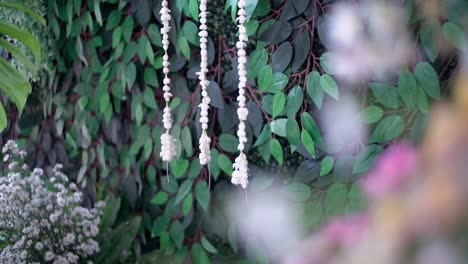 Hängendes-Jasminblumenarrangement-Vor-Dem-Hintergrund-Grüner-Blätter,-Die-Sich-An-Der-Wand-Ausbreiten