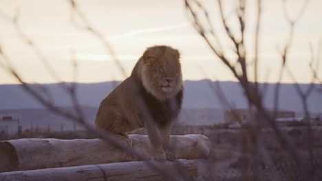 Wide-shot-of-majestic-lion-in-front-of-sunrise