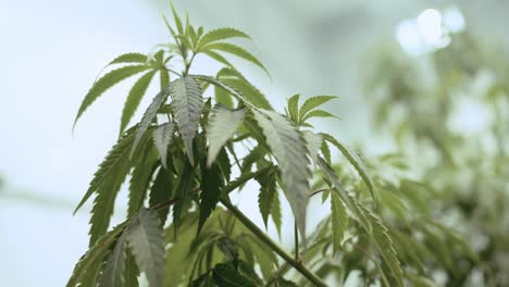 flower cannabis plants in a grow house