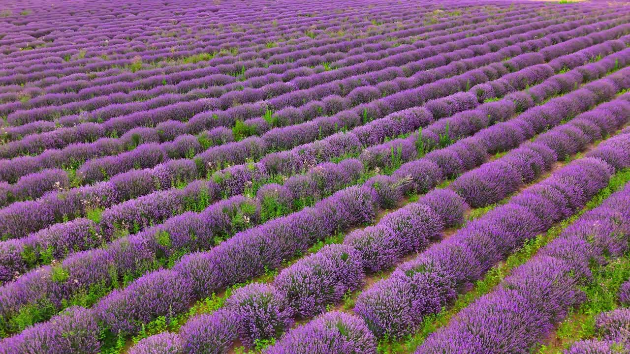 vasta plantación de campos de lavanda en una tierra agrícola rural