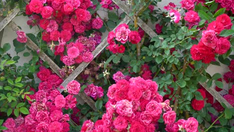 zarcillo de rosas rojas rosadas que crece en una pared de enrejado