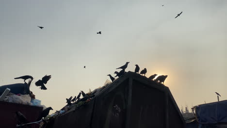 silhouette of birds flying around piles of trash in city downtown, sunset time