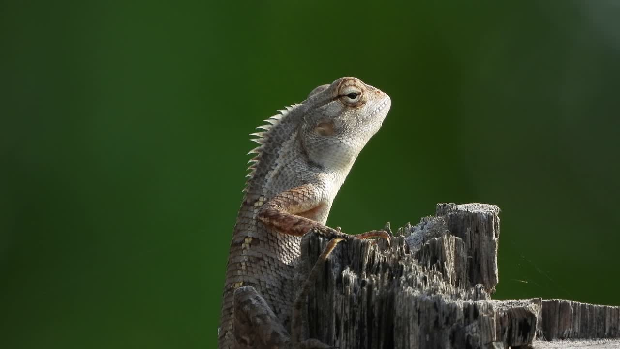 도마뱀 - 음식을 기다리는 중