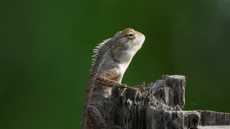 Lizard---waiting-for-food-