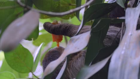 Nahaufnahme-Eines-Faultiers,-Das-Früchte-An-Einem-Baum-Füttert