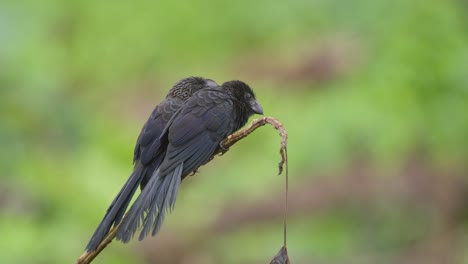 un par de ani de pico acanalado se sientan juntos gritando en las afueras de la selva tropical