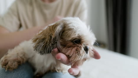 close up view of a dog face