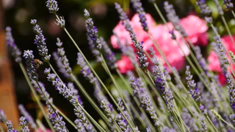 &quot;lavender bush with bee, a snapshot of nature's beauty, perfect for serene visuals