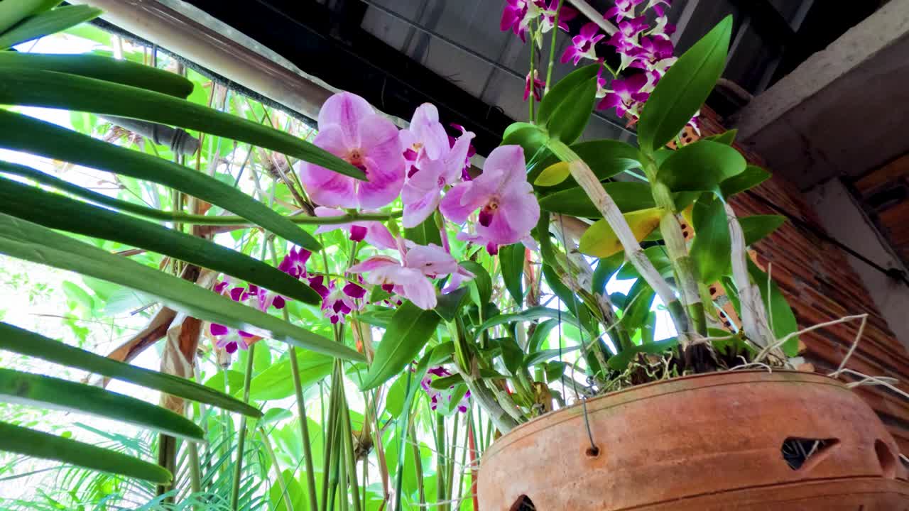 Pink moth orchid in hanging pot gently moves in natural daylight, lush tropical setting