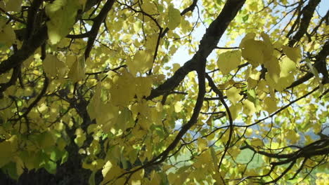 medium close up shot of tree branches moving in the wind