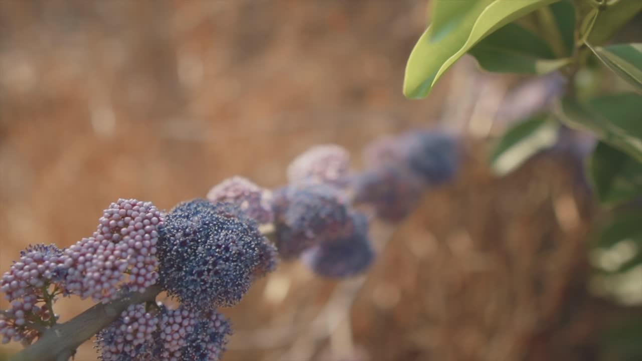 아름다운 분홍색과 파란색 꽃, 영화 같은 매크로 클로즈업 샷, 꾸준한 움직임