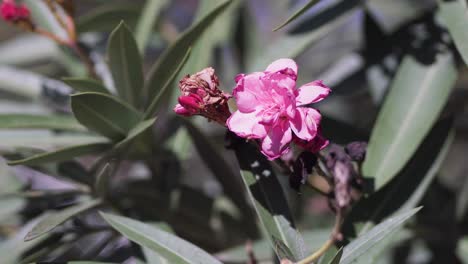 close-up of nerium oleander flowers