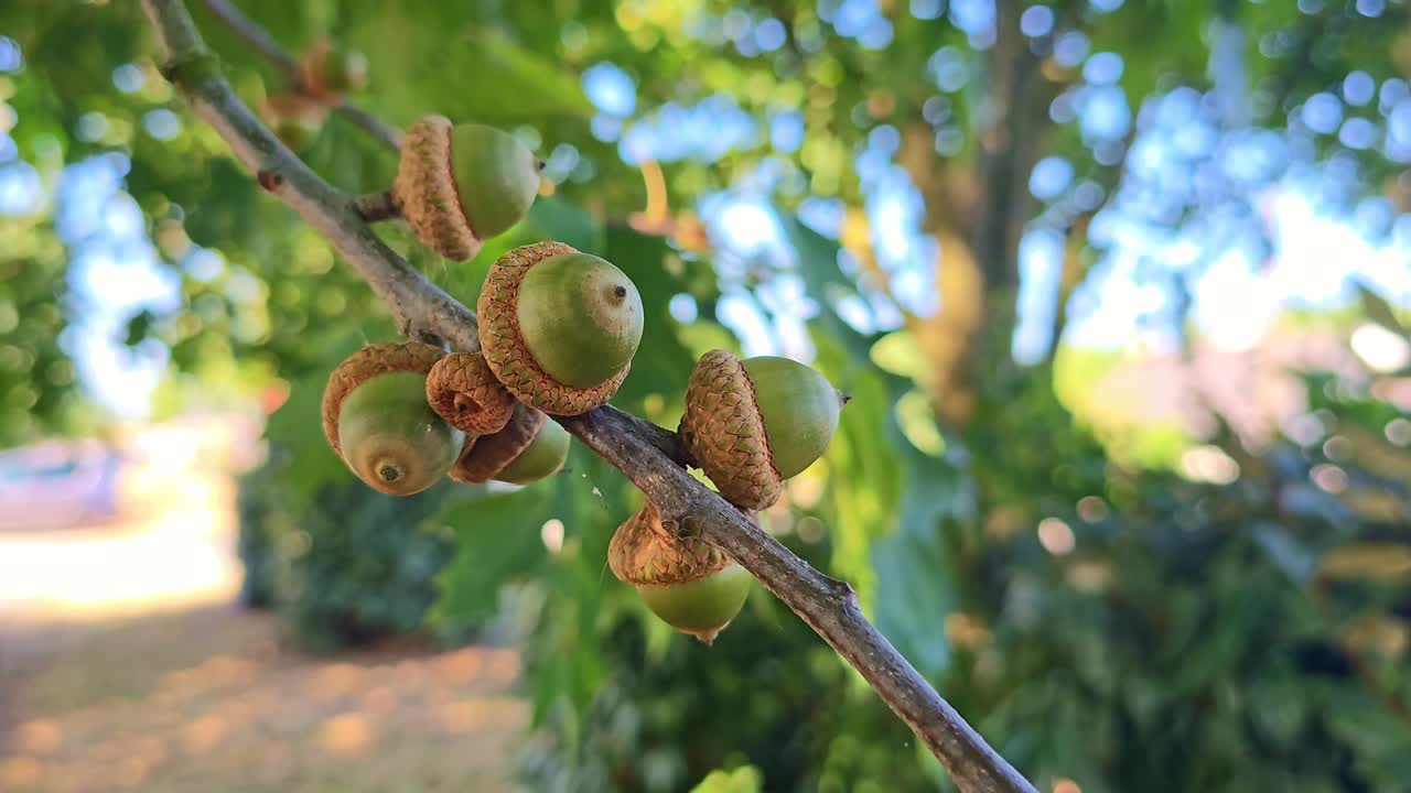 Fixed close-up of green acorns on a branch swaying gently in the wind, surrounded by soft-focus summer vegetation